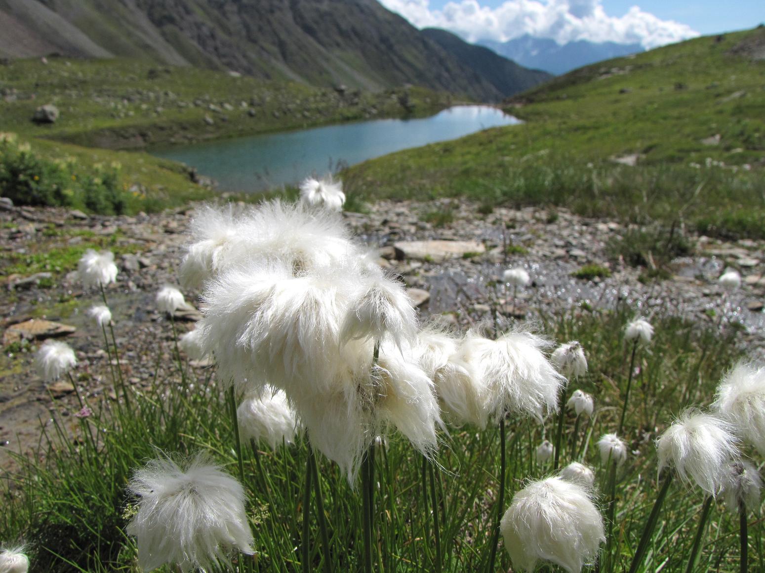 Sentieri ferrati, sentieri fioriti: i fiori dell''Albiolo